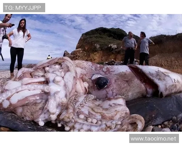 世界游泳纪录保持者的辉煌成就与背后不为人知的故事揭秘