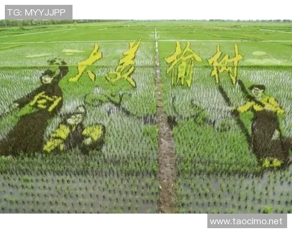 大米种植:助力农业现代化转型升级 大米种植:助力农业现代化转型升级
